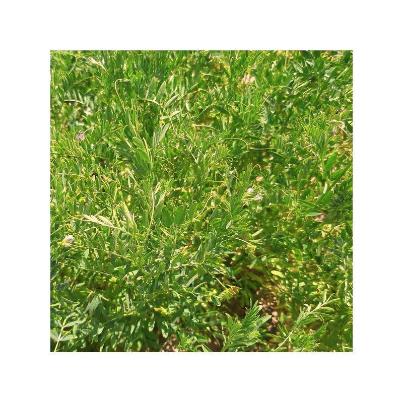 Lentille fourragère noire BELUGA