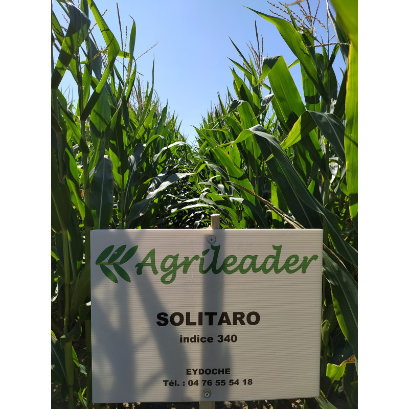 Maïs BALISTO indice 240 KORIT