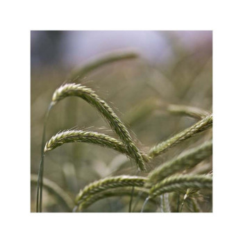 Seigle d'hiver D. RUBIN