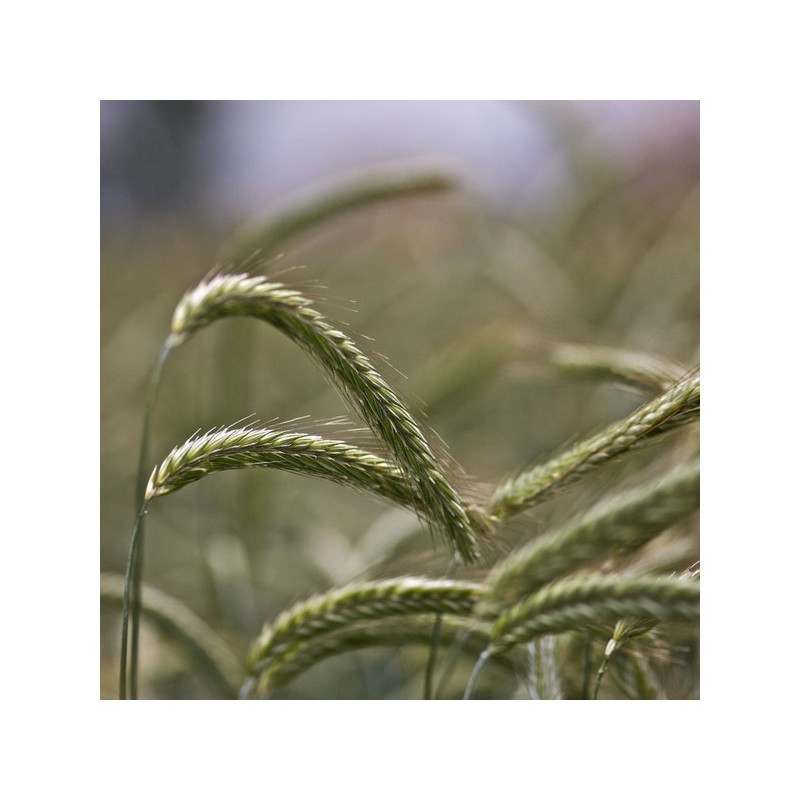 Seigle d'hiver D. RUBIN