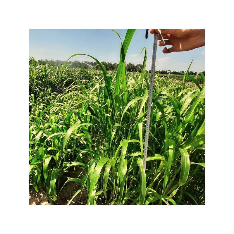 Sorgho four. - MULTI-C (NT)