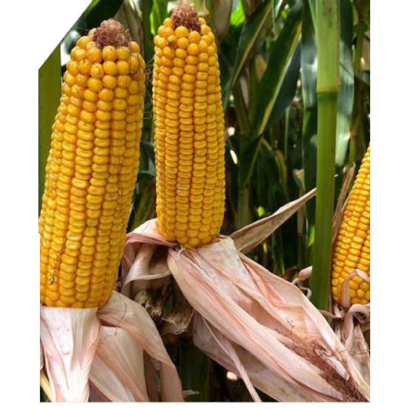 Maïs P8532  indice 270