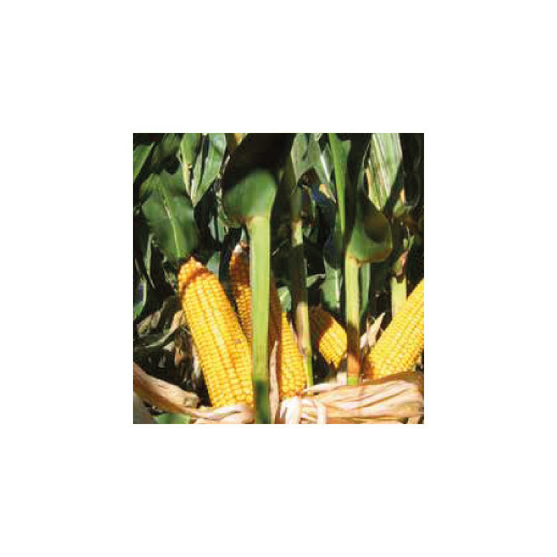 Maïs P8904  indice 300