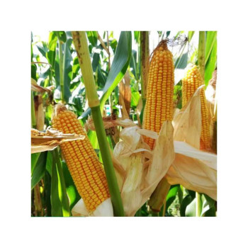 Maïs P7818 indice 250