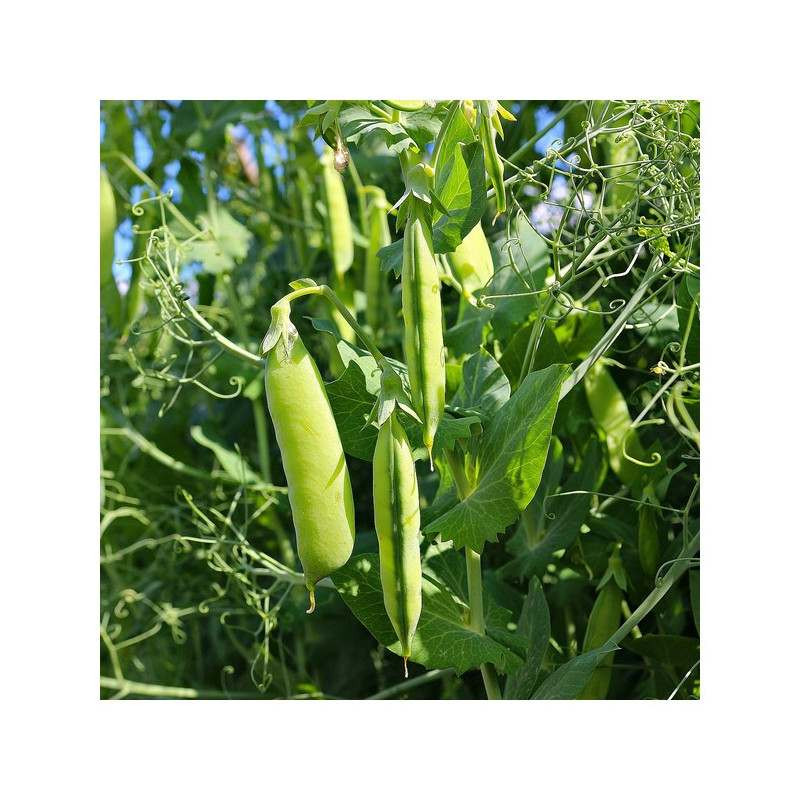 Pois printemps RGT PERCEVAL