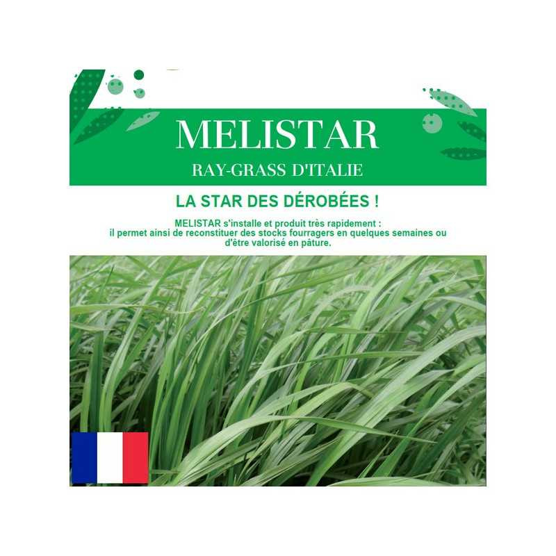 RGI 4N alternatif MELISTAR, Ray-grass d'Italie