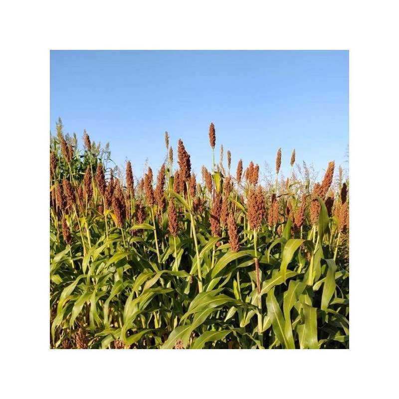 Sorgho ensilage - ARGENSOR