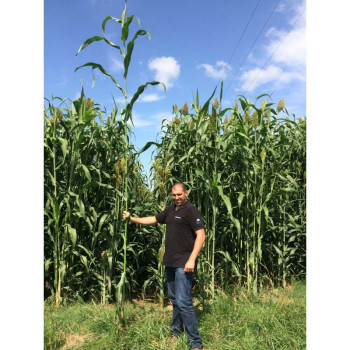 Sorgho ensilage - SUCRO 506 