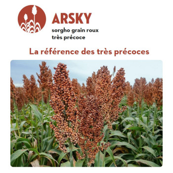 Sorgho grain - ARSKY