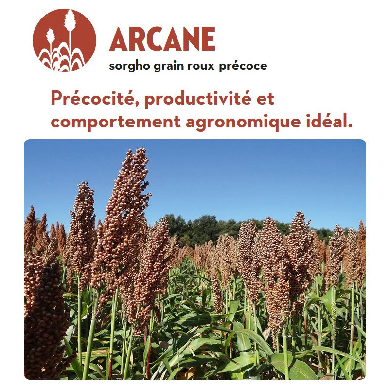 Sorgho grain – ARCANE