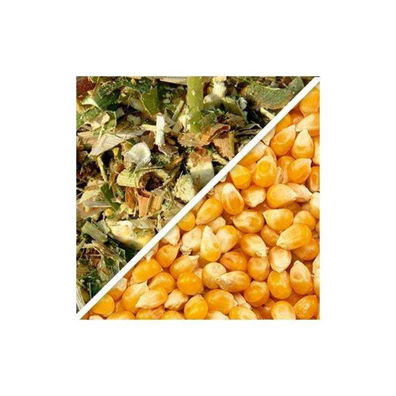 Maïs LID2888C indice 270