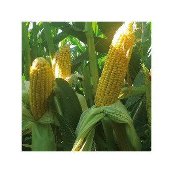 Maïs MURPHEY indice 260-270