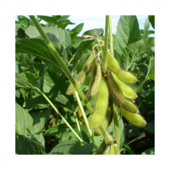 Inoculum Lupin VITALIANZ R