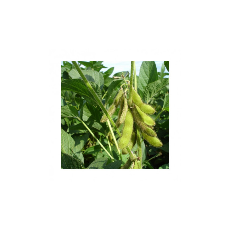 Inoculum Lupin VITALIANZ R