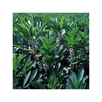 Féverole hiv. AXEL (NT)