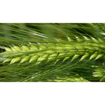 Orge hybride 6R SY KESTREL 