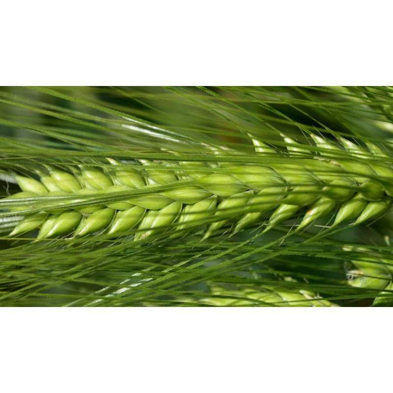 Orge hybride 6R SY KESTREL 