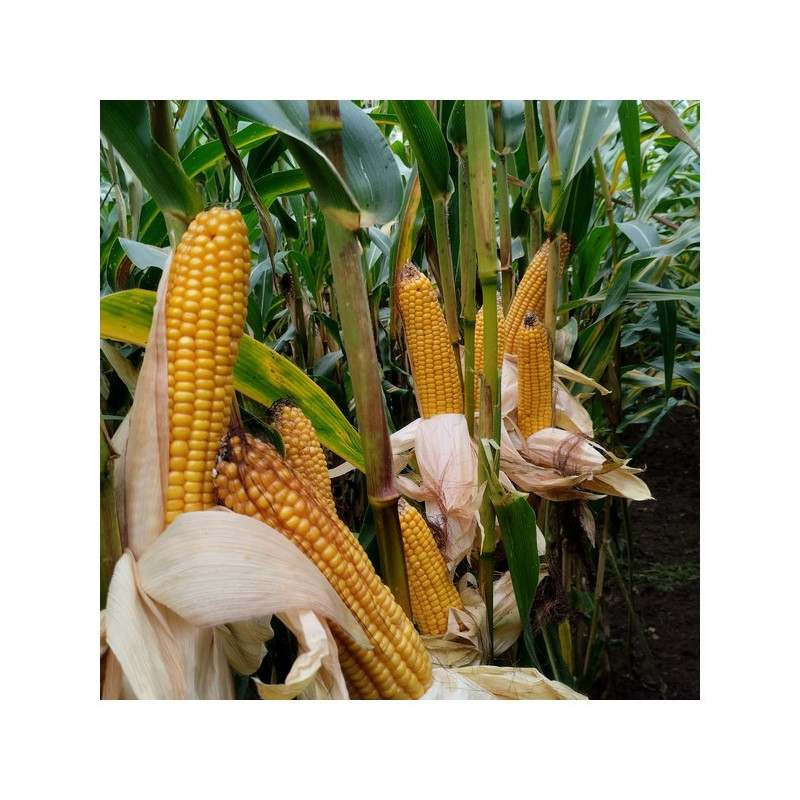 Maïs ENSIL DUO 240 / indice 240