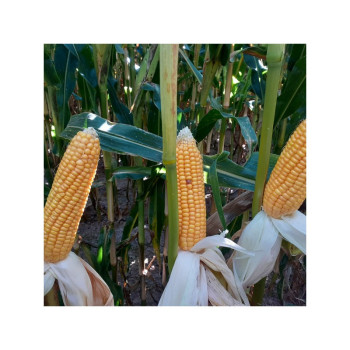 Maïs MOJITO indice 200-210