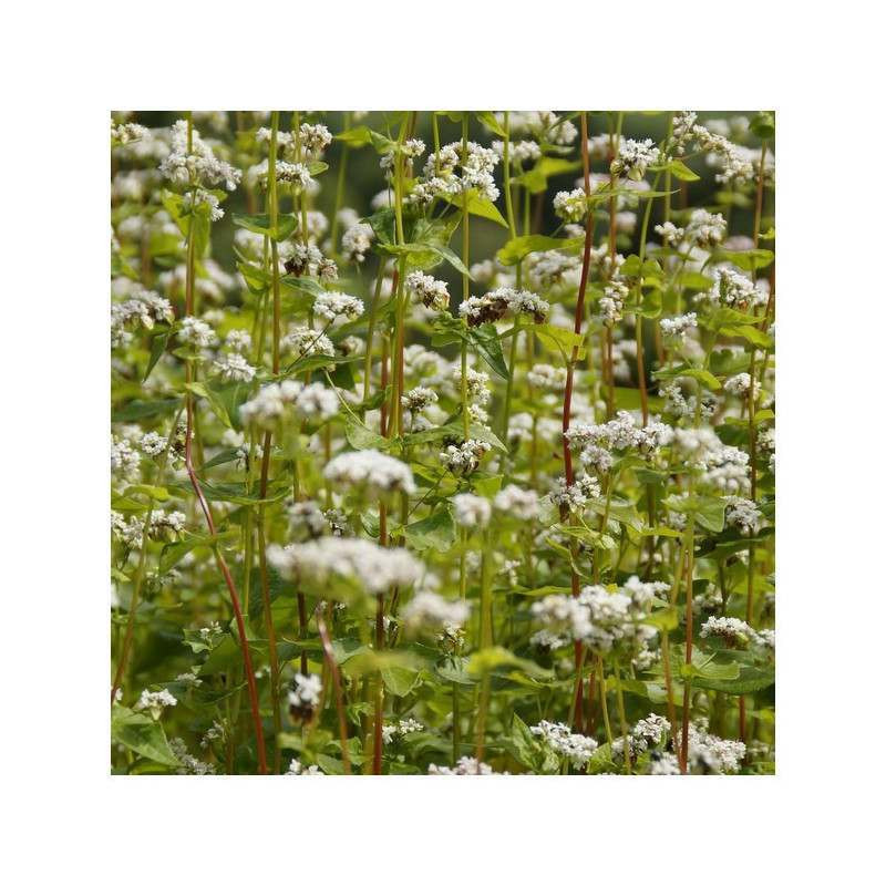 Sarrasin LILEJA (bio)