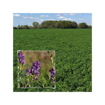 Luzerne flamande inoculée EUROPE