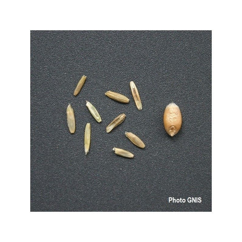 RGI 2N alternatif BRIXIA, Ray-grass d'Italie