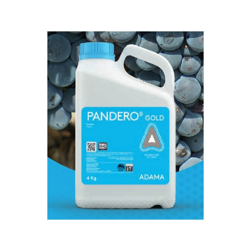 PANDERO GOLD