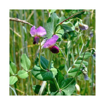 Pois fourrager hiver ARKTA