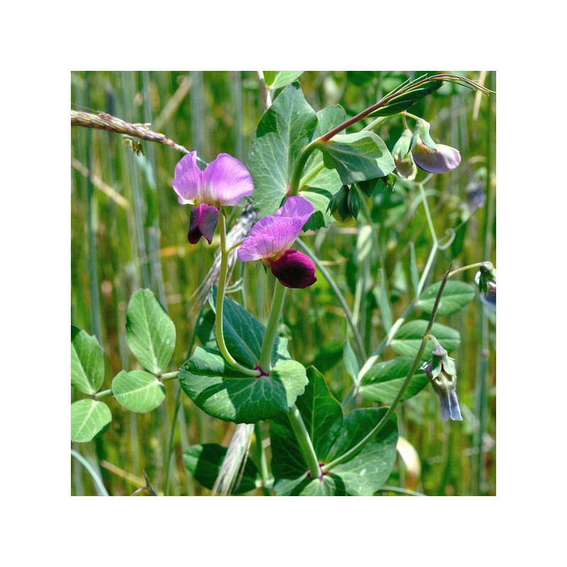 Pois fourrager hiver ARKTA