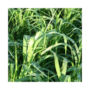 Moha EXTENSO (Très tardif Setaria italica) Sac 25 kg