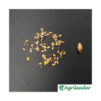 Moha EXTENSO (Très tardif Setaria italica) Sac 25 kg