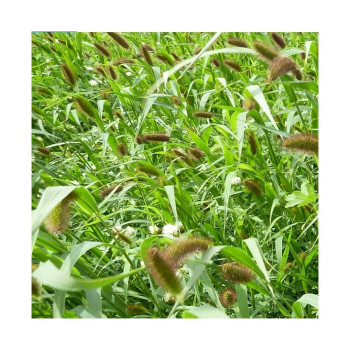 Moha bigarré PRESTO (setaria italica)