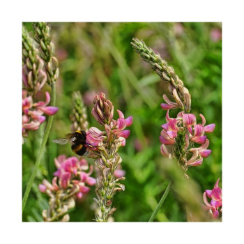 Sainfoin double en cosse