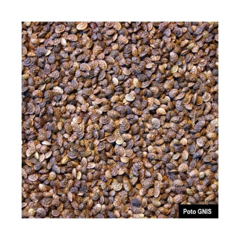 Sainfoin double en cosse