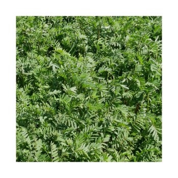 Sainfoin double en cosse