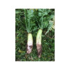 Radis chinois DAIKON