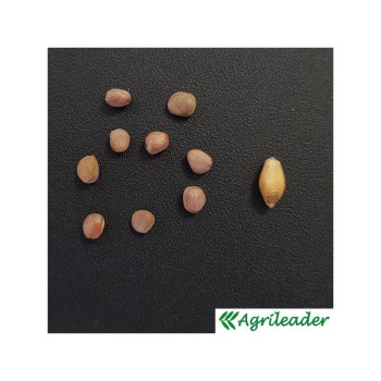 Radis chinois DAIKON