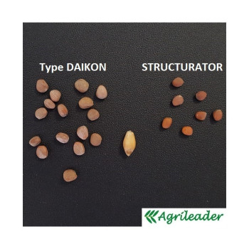Radis chinois STRUCTURATOR
