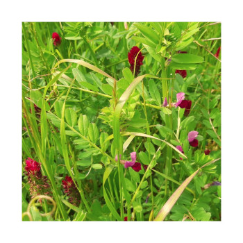 Mélange QUALI HERB' PROTEINE