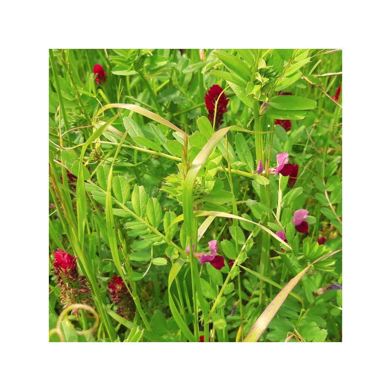 Mélange QUALI HERB' PROTEINE