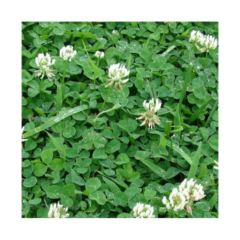 Trèfle blanc nain HUIA