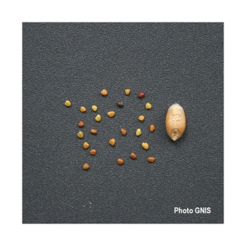 Trèfle blanc nain HUIA