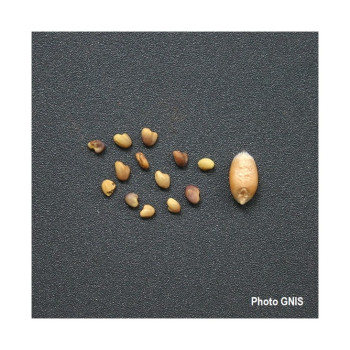 Trèfle violet ROZETA