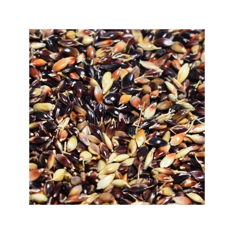 Sorgho fourrager PIPER