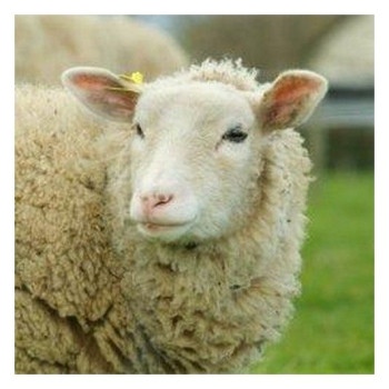 OVI'MIN FORM - AGRI BREBIS