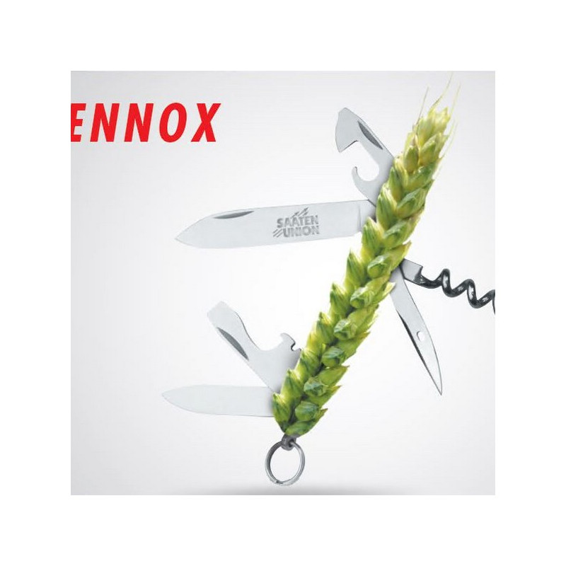 Blé printemps LENNOX