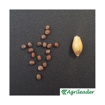 Moutarde brune VITAMINE