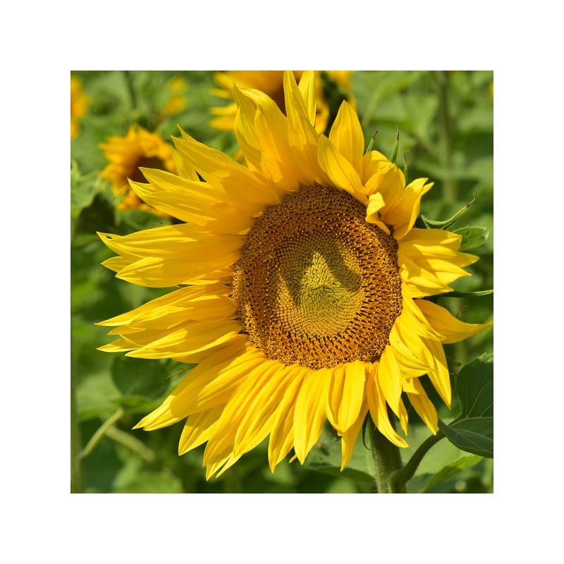 Tournesol P64LE25 XS