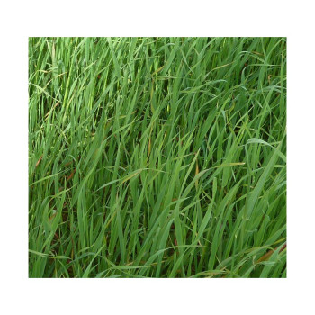 Avoine rude LUXURIAL (diploïde)