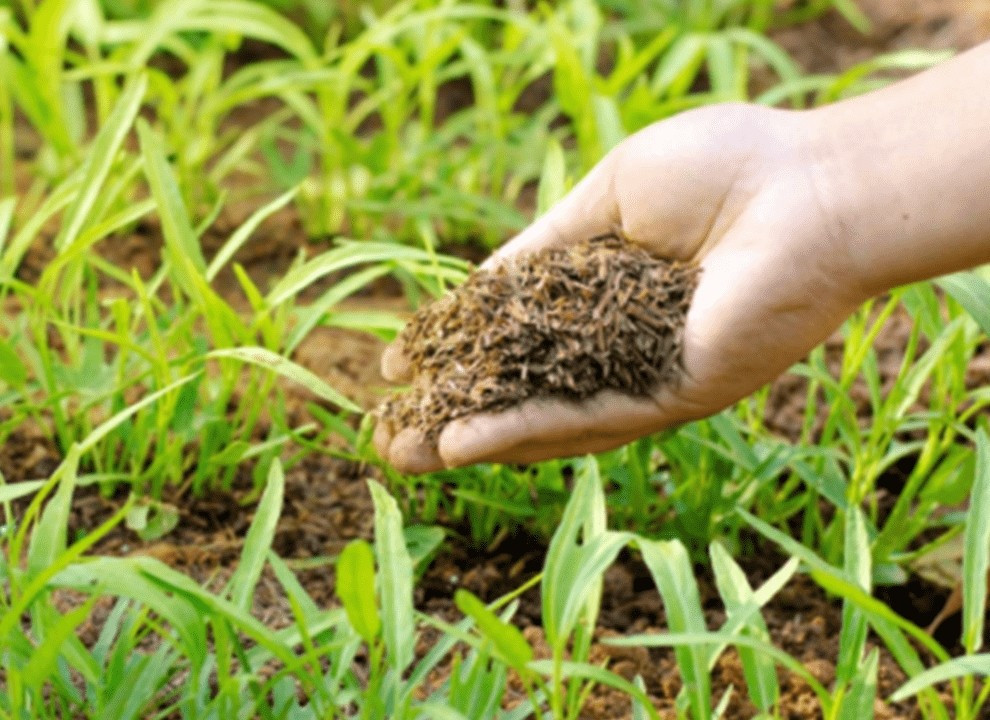 Découvre l'intéret des engrais organiques